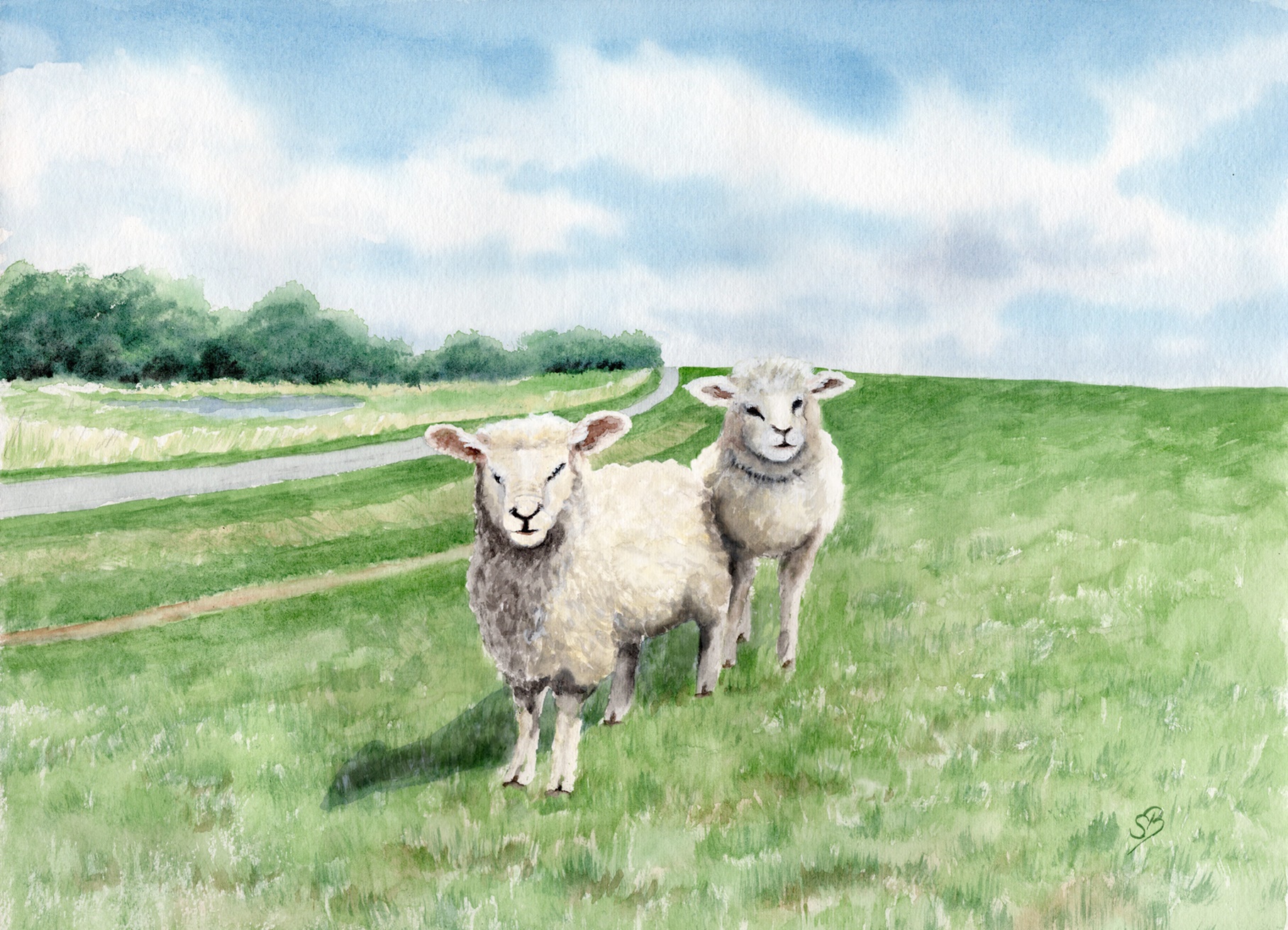 Sheeps