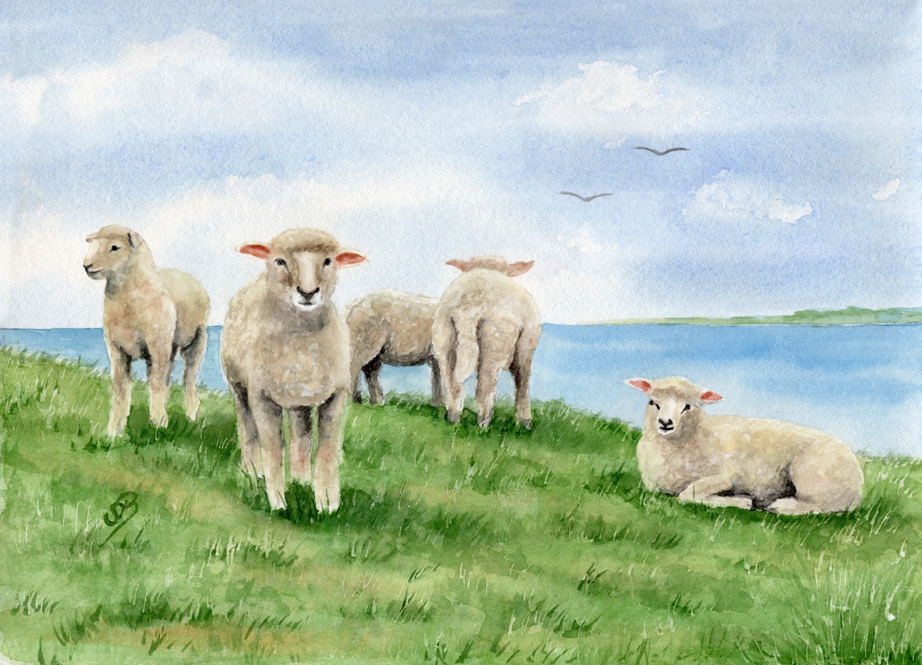 Sheeps AL4