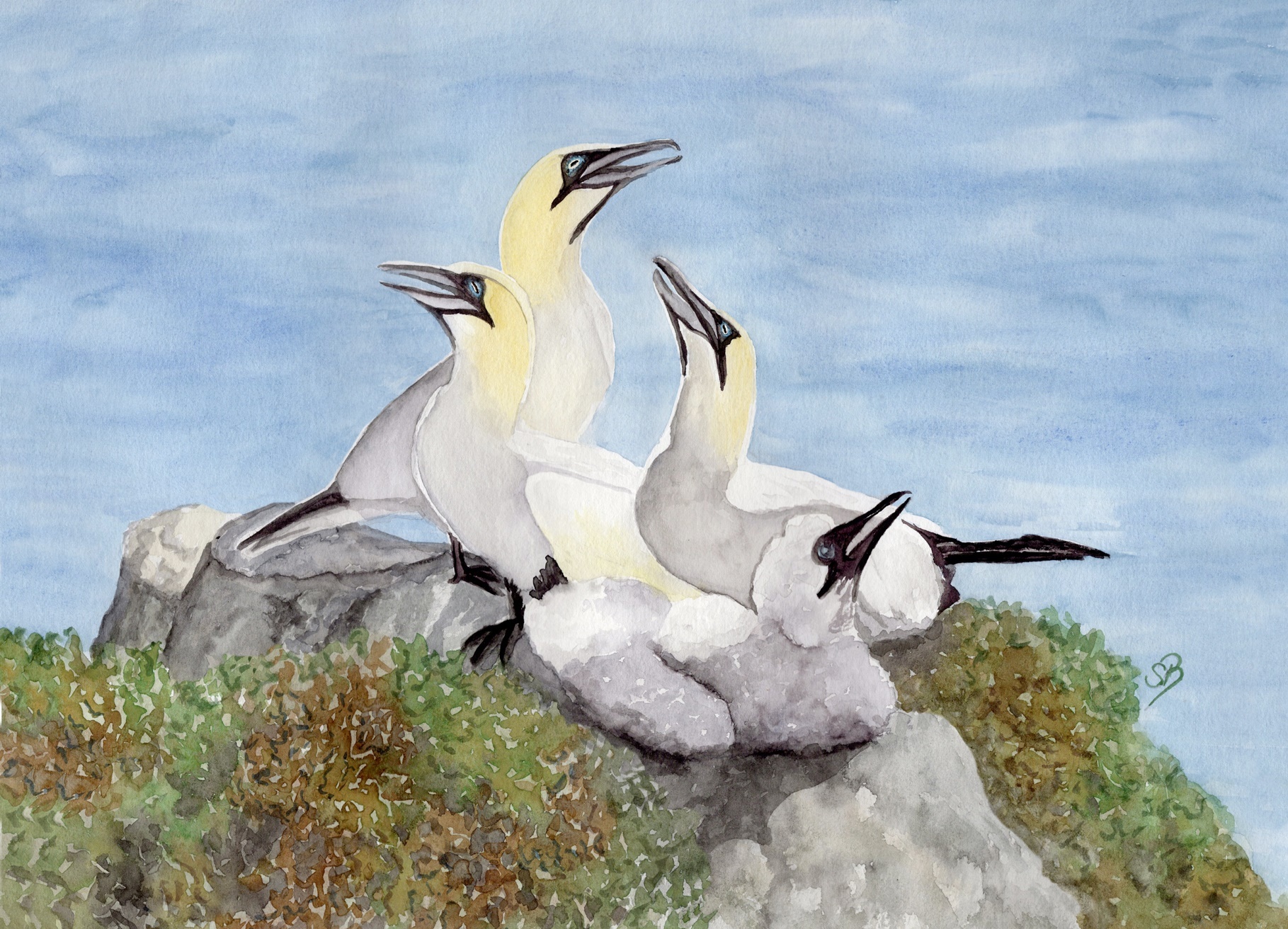 Helgoland10 - Basstölpelfelsen