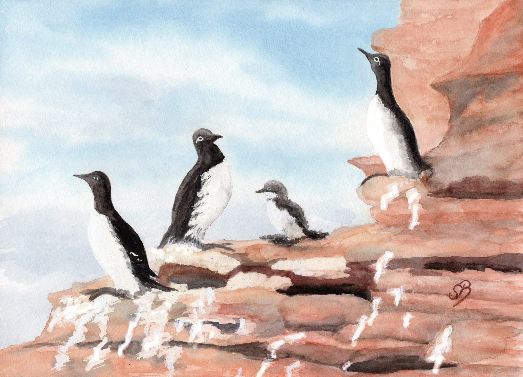Helgoland15 - Trottellumme