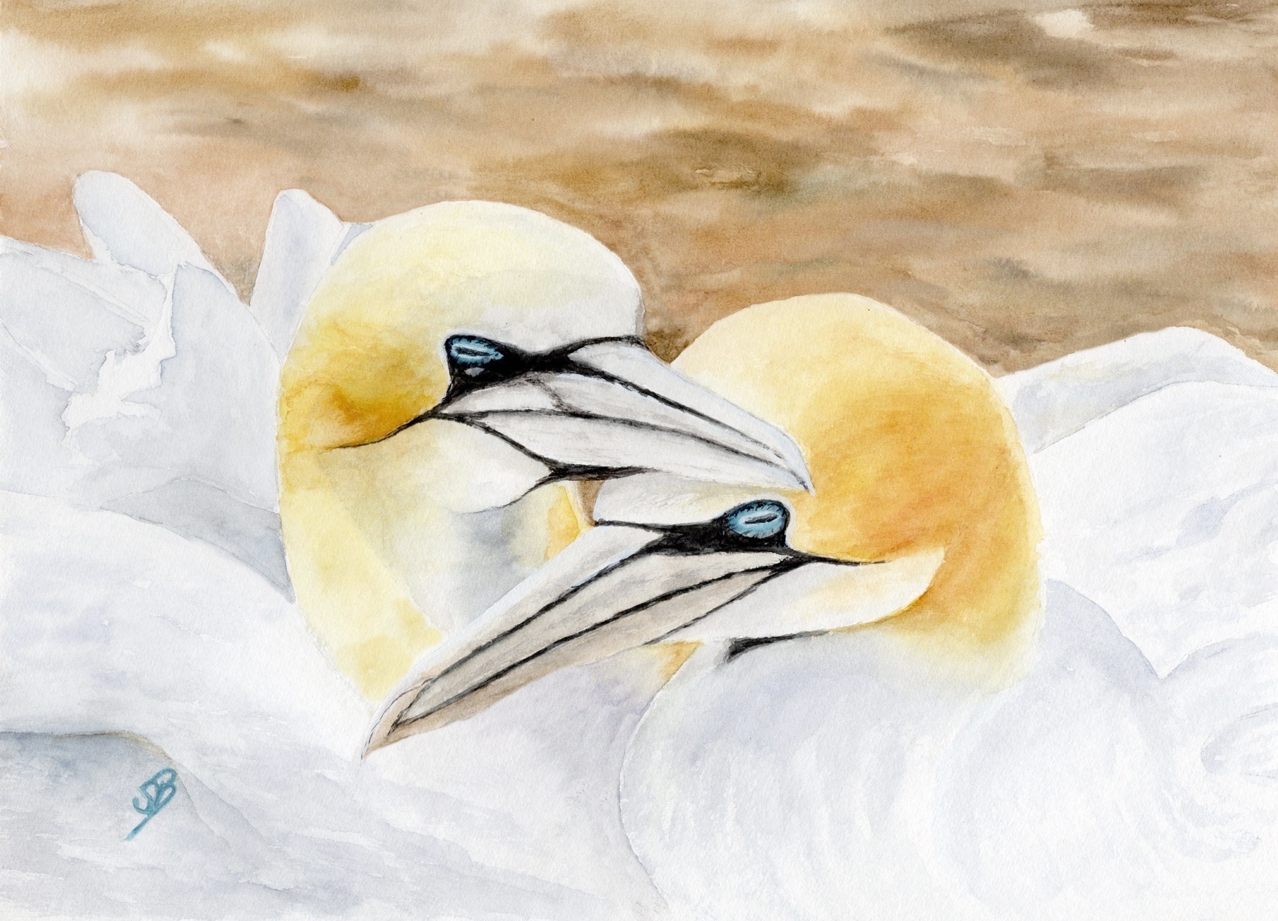 Helgoland4 - Basstölpelliebe