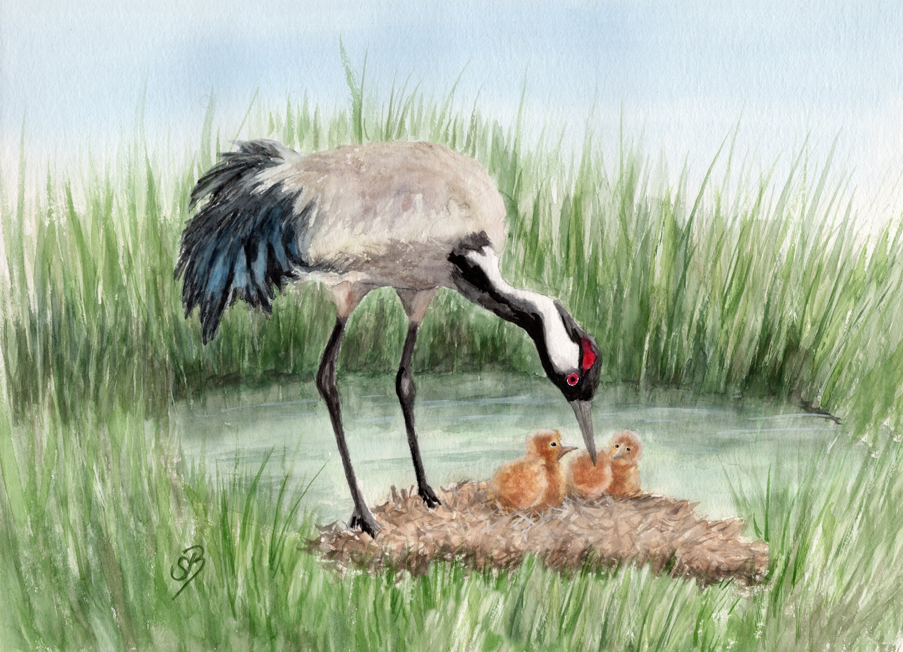 Crane chicks Baltic Sea Darß Zingst OA4