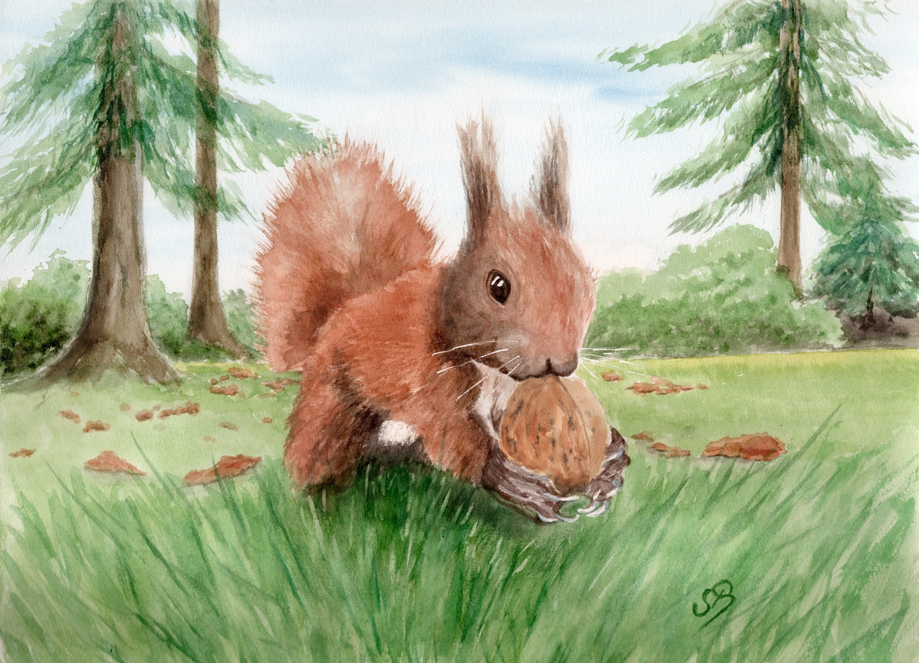 T11 - Eichhörnchen