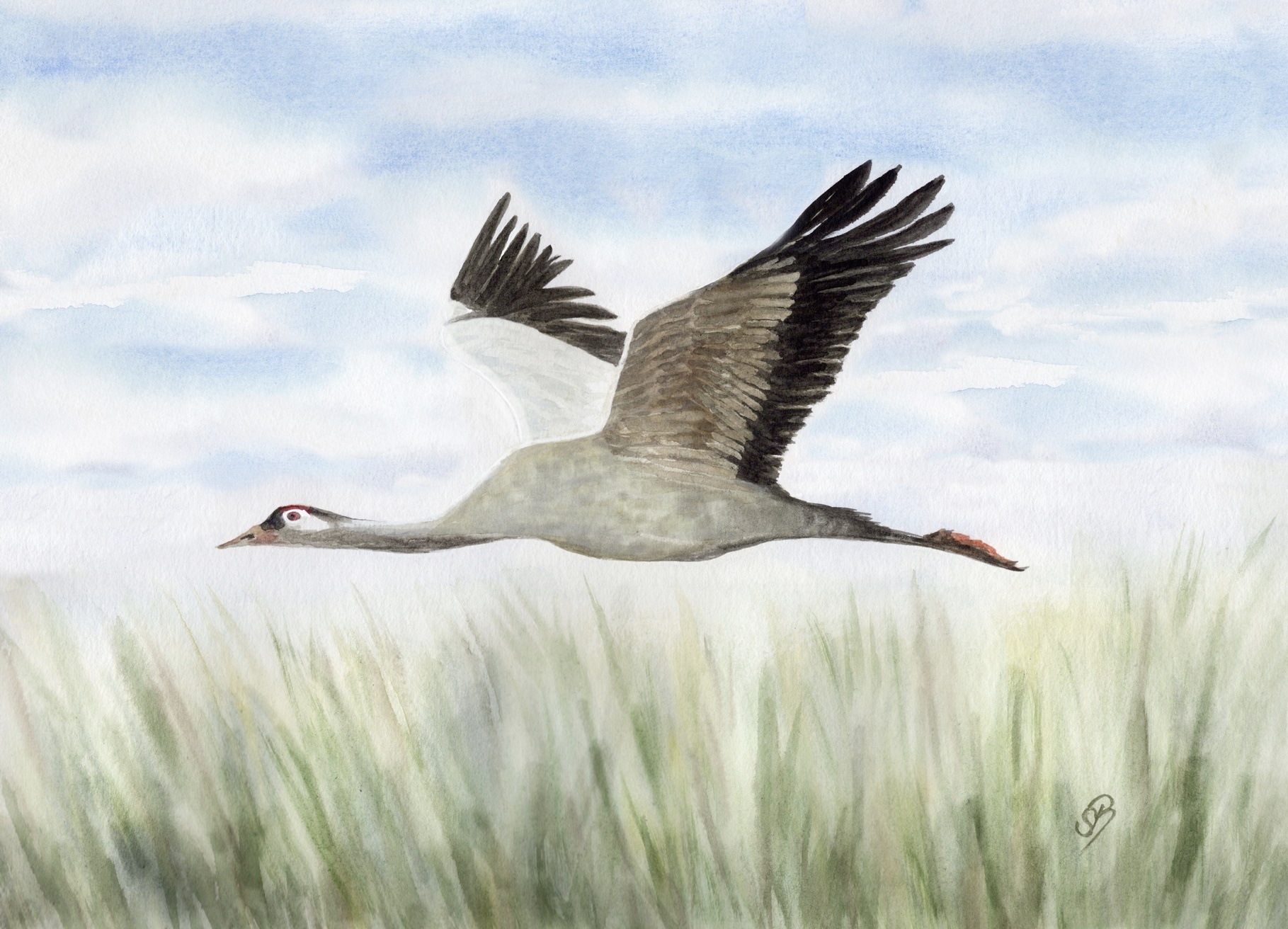 Kranich im Flug Ostsee Darß Zingst