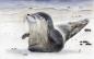 Preview: Breakfast Board Board  Watercolor Maritime Art Print Seal Denmark North Sea Baltic Sea