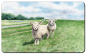 Preview: Breakfast board Sheeps - Föhr4