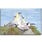 Preview: Stretcher frame canvas 30 x 20 cm linen Watercolor Maritime Art Print North Seal Island Helgoland Gannet Gannets Rock Cliff Tall Anna