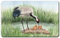 Preview: Breakfast board Crane chick Baltic Sea Darß Zingst - OA4