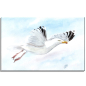 Preview: Leinwand 40 x 30 cm Keilrahmen Canvas-Leinen  Aquarell Maritim Kunst Druck Kunstdruck Dänemark Nordsee Ostsee Möwe im Flug