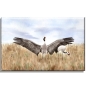 Preview: Leinwand 30 x 20 cm Keilrahmen Canvas-Leinen  Aquarell Maritim Kunst Druck Kunstdruck Ostsee Kranich tanzend Ostsee Darß Zingst