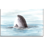 Preview: Stretcher frame canvas 40 x 30 cm linen  Watercolor Maritime Art Print Art Print Denmark North Sea Baltic Sea Whale Sperm Whale Porpoises