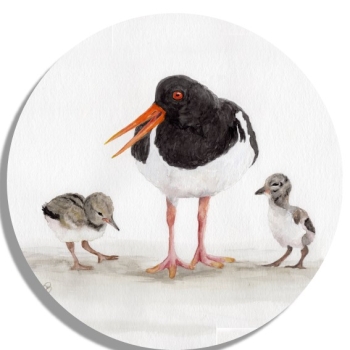 Untersetzer Glasuntersetzer rund 9,5 cm quarell Kunst Druck Kunstdruck Vogel Austernfischer Nordsee Austernfischerkücken Kücken