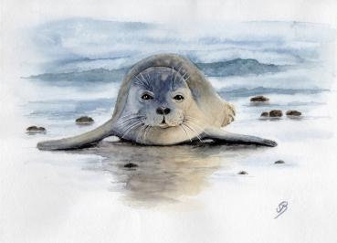Postkarten DIN-A6  Aquarell Maritim Kunst Druck Kunstdruck Seehund auf Bauch Robbe Heuler Kegelrobbe Dänemark Nordsee Ostsee