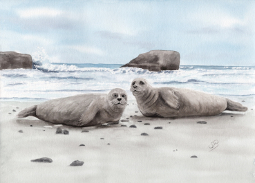 Postkarten DIN-A6  Aquarell Maritim Kunst Druck Kunstdruck Seehund auf Bauch Robbe Heuler Kegelrobbe Dänemark Nordsee Ostsee