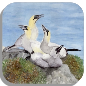 Untersetzer Glasuntersetzer 9,5 x 9,5 cm Aquarell Maritim Kunst Druck Kunstdruck Nordsee Insel Helgoland Basstölpel Vögel Lange Anna Felsen