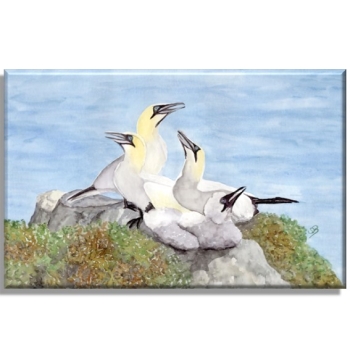 Leinwand 30 x 20 cm Keilrahmen Canvas-Leinen Aquarell Maritim Kunst Druck Kunstdruck Nordsee Insel Helgoland Basstölpel Vögel Lange Anna Felsen