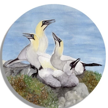 Untersetzer Glasuntersetzer rund 9,5 cm Aquarell Maritim Kunst Druck Kunstdruck Nordsee Insel Helgoland Basstölpel Vögel Lange Anna Felsen