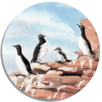 Untersetzer Glasuntersetzer rund 9,5 cm Aquarell Maritim Kunst Druck Kunstdruck Nordsee Insel Helgoland Trottellumme