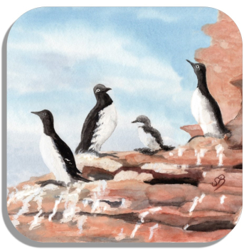 Untersetzer Glasuntersetzer 9,5 x 9,5 cm Aquarell Maritim Kunst Druck Kunstdruck Nordsee Insel Helgoland Trottellumme