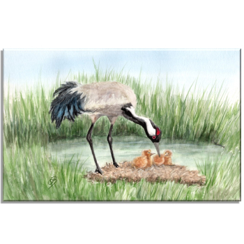 Stretcher frame canvas 30 x 20 cm linen  Crane chick Baltic Sea Darß Zingst - OA4