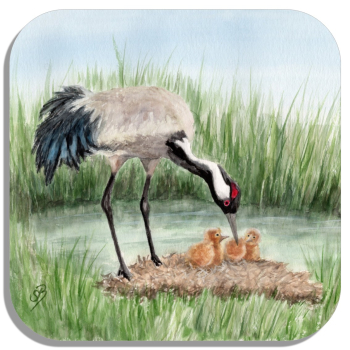 Coasters glass coasters 9,5 x  9,5 cm Crane chick Baltic Sea Darß Zingst - OA4