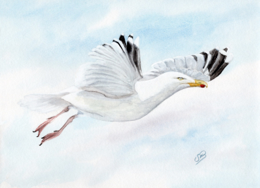 Postkarte DIN-A6 Aquarell Maritim Kunst Druck Kunstdruck Dänemark Nordsee Ostsee Möwe im Flug
