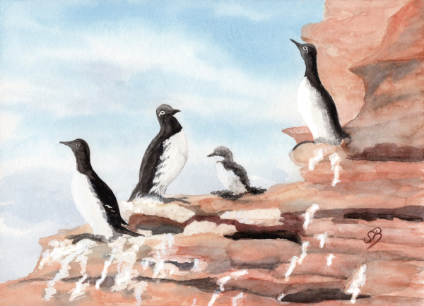 Poster DIN-A4  Aquarell Maritim Kunst Druck Kunstdruck Nordsee Insel Helgoland Trottellumme