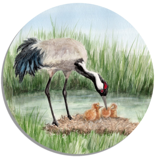 Coasters glass coasters 9,5 x  9,5 cm Crane chick Baltic Sea Darß Zingst - OA4