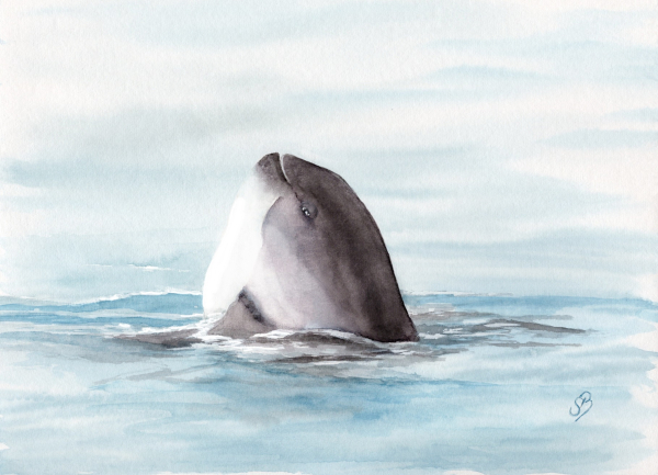 Postkarte DIN-A5 Aquarell Maritim Kunst Druck Kunstdruck Dänemark Nordsee Ostsee Wal Pottwal Schweinswale Schweinswal