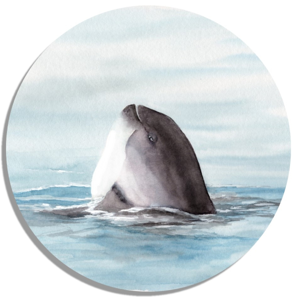 Coasters Glass coasters around 9.5 cm  Watercolor Maritime Art Print Art Print Denmark North Sea Baltic Sea Whale Sperm Whale Porpoises
