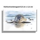 Kühlschrankmagnet Seehund auf Bauch DK11