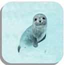 Untersetzer Glasuntersetzer 9,5 x 9,5 cm Heuler - DK18