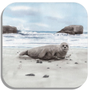 Coasters glass coasters 9,5 x  9,5 cm Seals on the beach - DK78A + DK78B