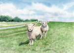 Postcard DIN-A6 Sheeps - Föhr4