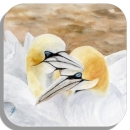 Coasters glass coasters 9,5 x  9,5 cm Gannets in Love Helgoland4